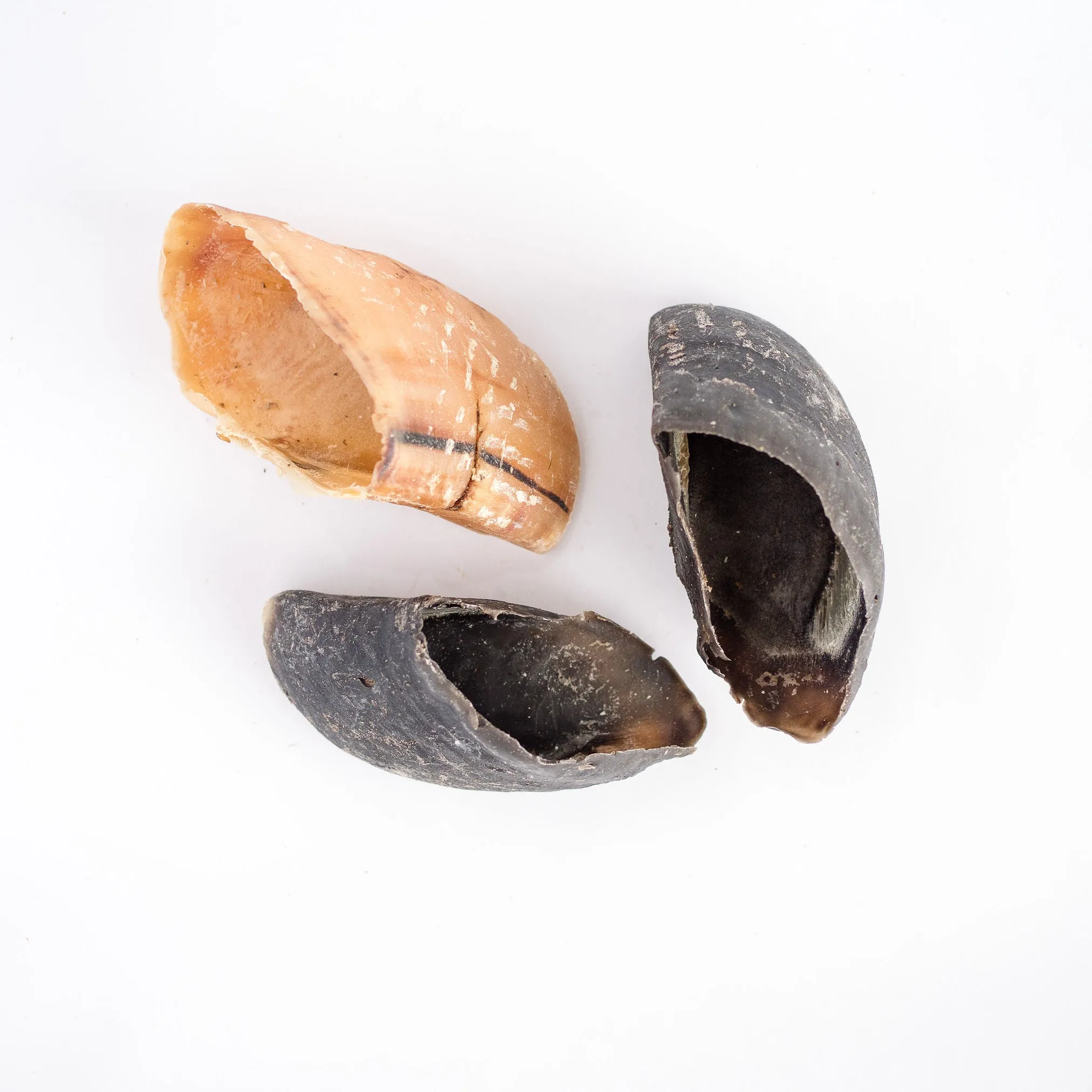 Beef Hoof
