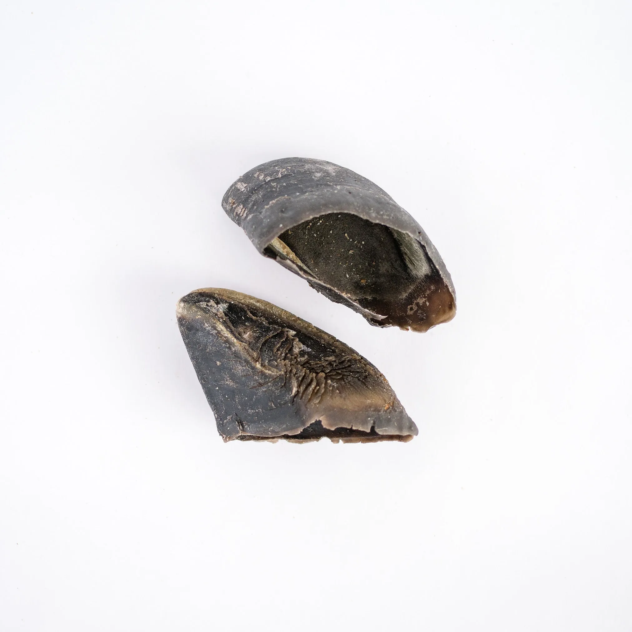 Beef Hoof