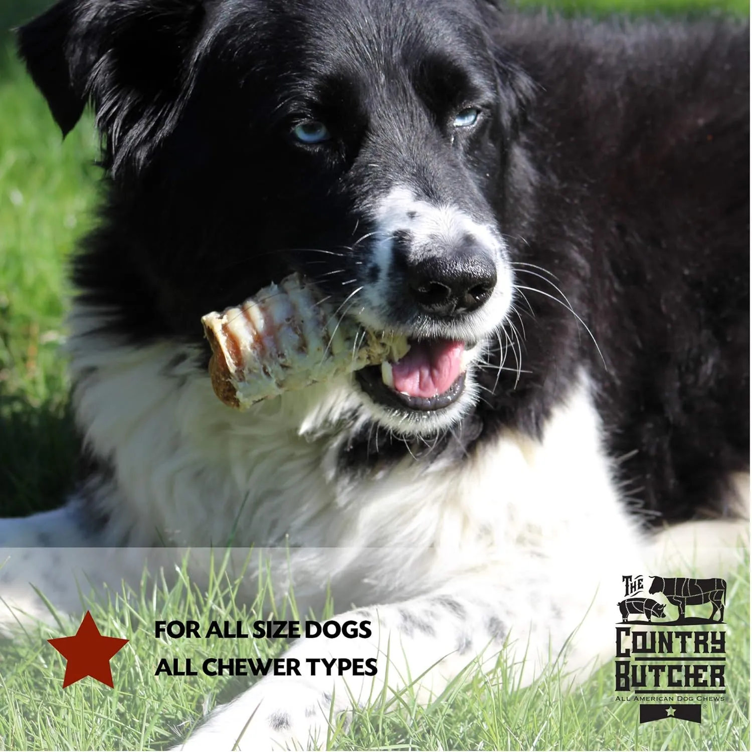 Filled Beef Trachea Dog Treats, Glucosamine and Chondroitin for Joint Health, Natural, Made in The USA, Variety Pack, 10 Count - Rawhide Free, No Bone