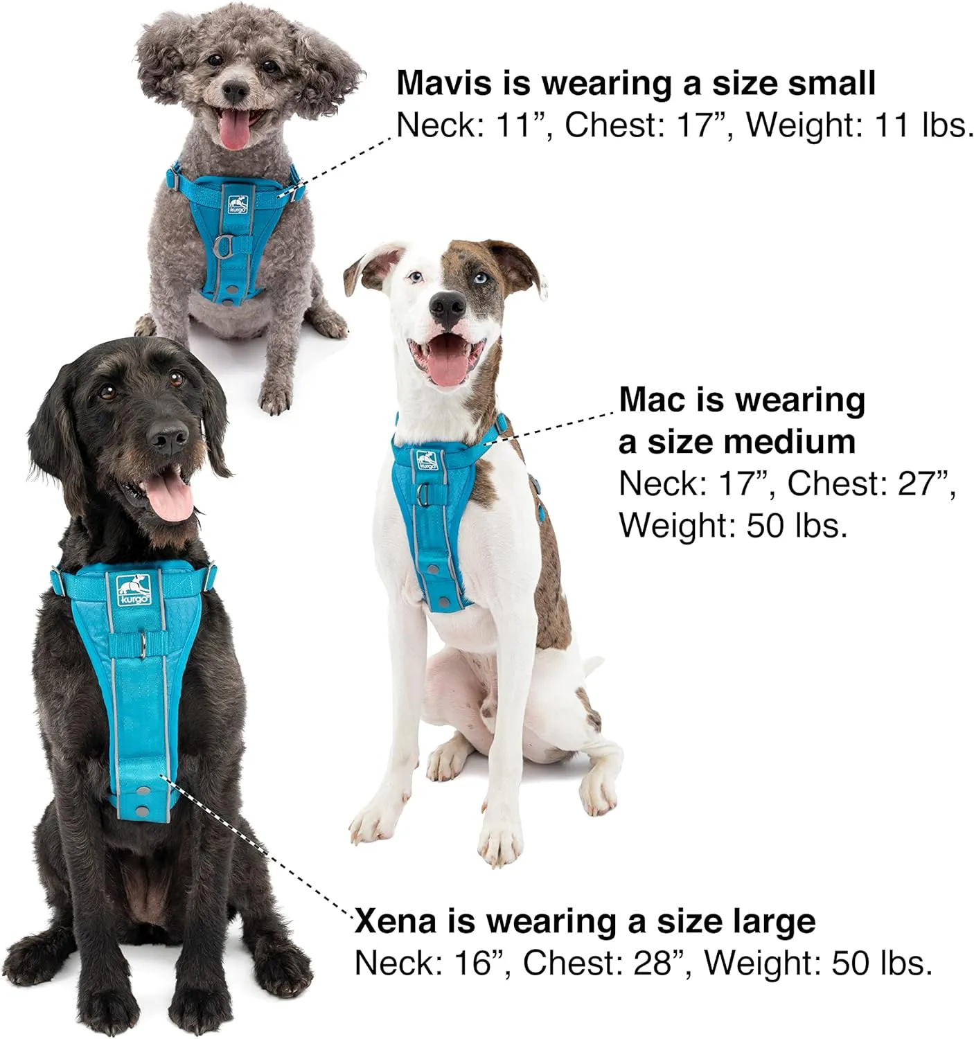 Kurgo Tru-Fit Smart Harness, Dog Harness, Pet Walking Harness, Quick Release Buckles, Front D-Ring for No Pull Training, Includes Dog Seat Belt Tether (Blue, Medium)