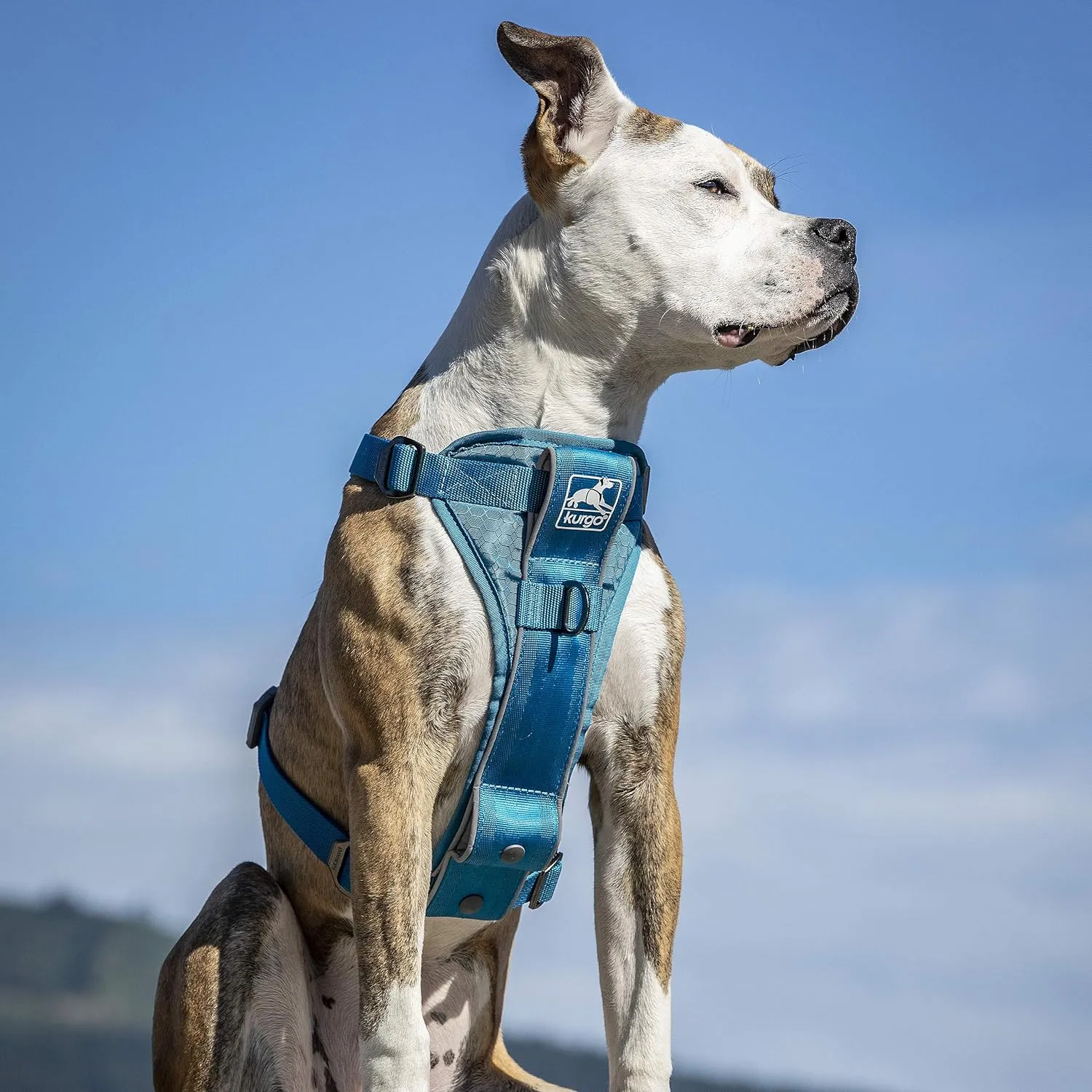 Kurgo Tru-Fit Smart Harness, Dog Harness, Pet Walking Harness, Quick Release Buckles, Front D-Ring for No Pull Training, Includes Dog Seat Belt Tether (Blue, Medium)