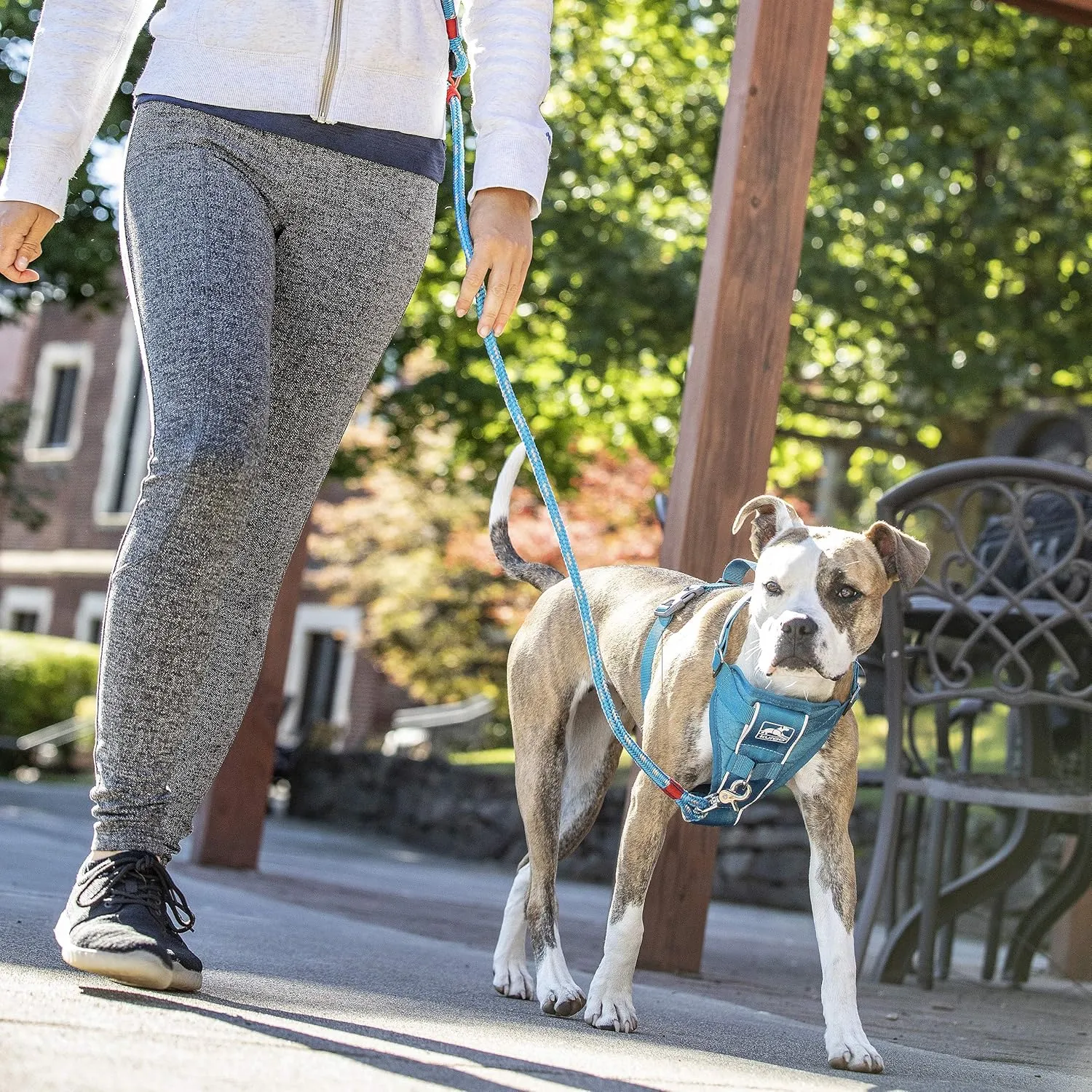 Kurgo Tru-Fit Smart Harness, Dog Harness, Pet Walking Harness, Quick Release Buckles, Front D-Ring for No Pull Training, Includes Dog Seat Belt Tether (Blue, Medium)