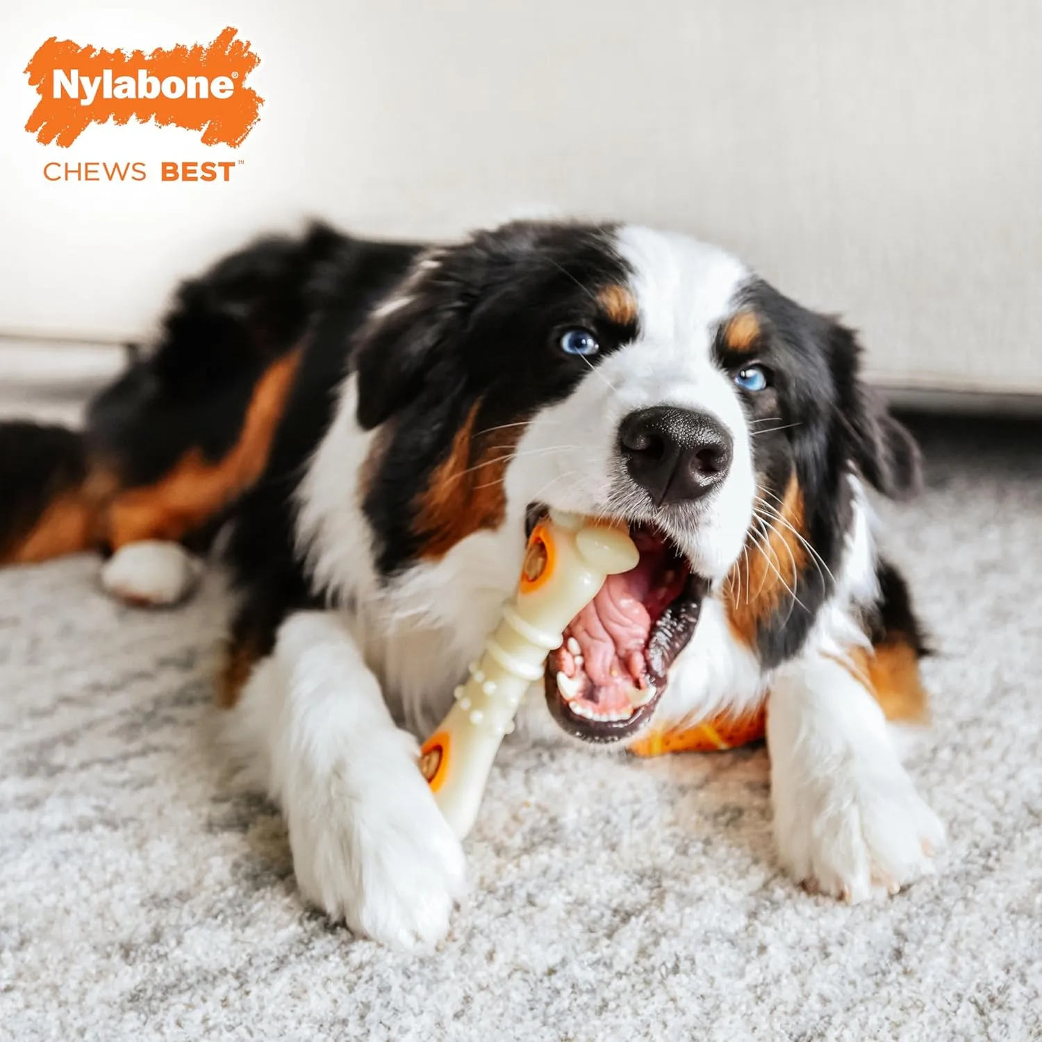 Nylabone Knuckle Bone & Pop-In Puppy Treat Toy Combo Power Chew Toy for Dogs, Dog Toys for Aggressive Chewers, Chicken Flavor, Medium - Up to 35 lbs, 1 Count