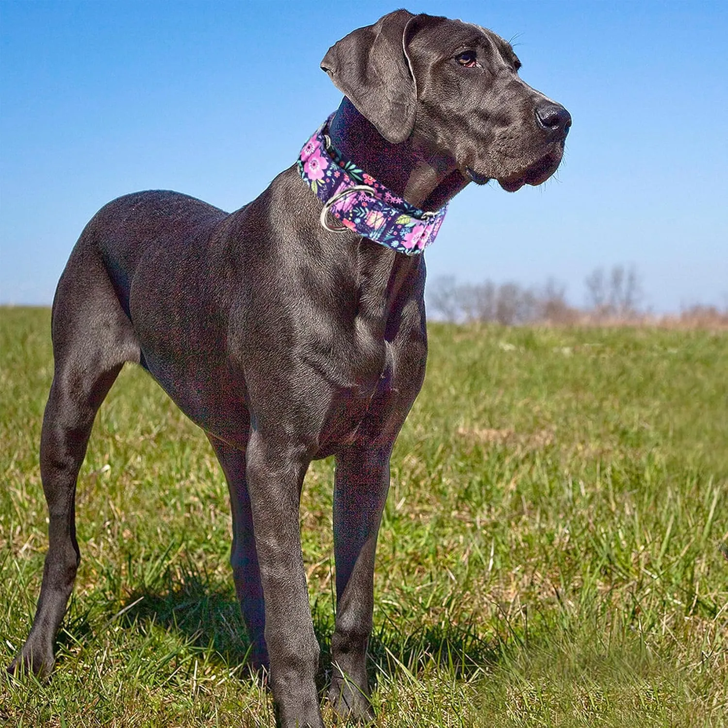 Wide 1.5 inch Martingale Collar for Medium Dogs,Big Thick Dog CollarNo-Slip Escape Proof Choke No Pull Cinch for Male and Female Dogs for Training & Walking -Bohemia Flowers M